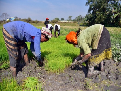 Paddy procurement up by 16.56 per cent in kharif season | Paddy procurement up by 16.56 per cent in kharif season