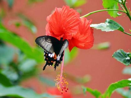 MP: Tropical Forest Research Institute sets up 'treasure of butterflies' at its insect museum | MP: Tropical Forest Research Institute sets up 'treasure of butterflies' at its insect museum