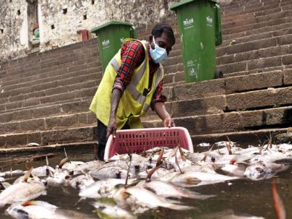 Large number of fish found dead in Banganga tank in Mumbai | Large number of fish found dead in Banganga tank in Mumbai