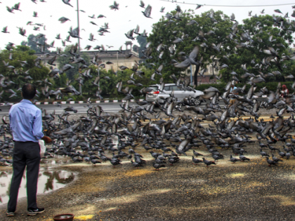 Practice of feeding pigeons on footpaths in Delhi comes under NGT scanner | Practice of feeding pigeons on footpaths in Delhi comes under NGT scanner Practice of feeding pigeons on footpaths in Delhi comes under NGT scanner | Practice of feeding pigeons on footpaths in Delhi comes under NGT scanner