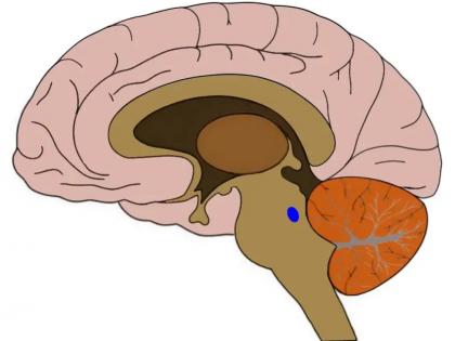 Researchers find brain’s blue spot linked to sleep, memory | Researchers find brain’s blue spot linked to sleep, memory Researchers find brain’s blue spot linked to sleep, memory | Researchers find brain’s blue spot linked to sleep, memory