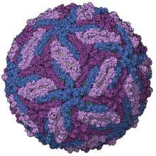 Zika virus found in K’taka district, govt on high alert mode | Zika virus found in K’taka district, govt on high alert mode Zika virus found in K’taka district, govt on high alert mode | Zika virus found in K’taka district, govt on high alert mode