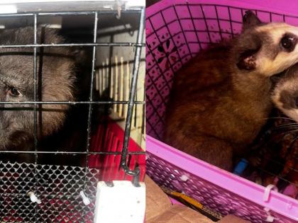 Seven exotic animals rescued at Assam-Mizoram border, 4 arrested | Seven exotic animals rescued at Assam-Mizoram border, 4 arrested