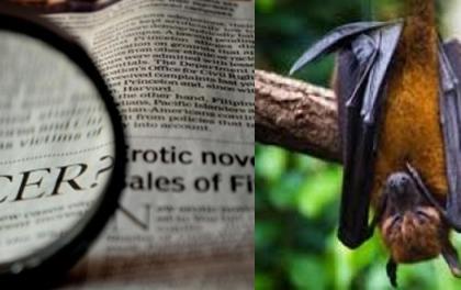 Decoded: How bat’s rapid genetic evolution helped prevent cancer | Decoded: How bat’s rapid genetic evolution helped prevent cancer Decoded: How bat’s rapid genetic evolution helped prevent cancer | Decoded: How bat’s rapid genetic evolution helped prevent cancer