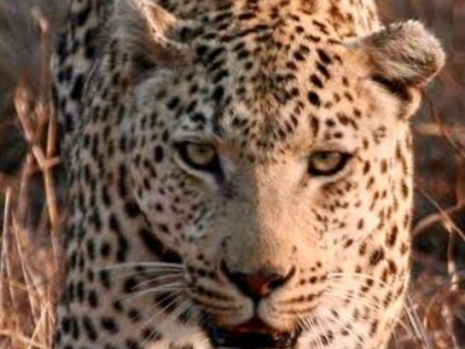 Leopard sighted near Hyderabad airport | Leopard sighted near Hyderabad airport