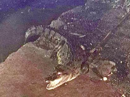 Crocodile surfaces out of open drain in Hyderabad | Crocodile surfaces out of open drain in Hyderabad Crocodile surfaces out of open drain in Hyderabad | Crocodile surfaces out of open drain in Hyderabad