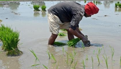 TN Delta farmers for short-term samba crop after K'taka denies Cauvery water | TN Delta farmers for short-term samba crop after K'taka denies Cauvery water TN Delta farmers for short-term samba crop after K'taka denies Cauvery water | TN Delta farmers for short-term samba crop after K'taka denies Cauvery water