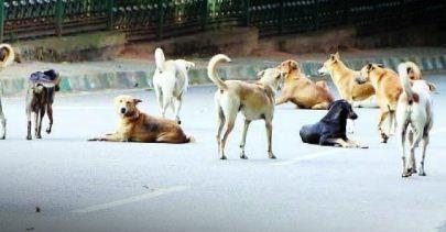 From highrise societies to roads, dog attacks a daily feature in NCR towns | From highrise societies to roads, dog attacks a daily feature in NCR towns