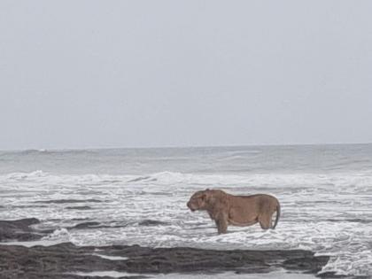Asiatic lion's seaside stroll in Junagadh captured in lens; pic goes viral | Asiatic lion's seaside stroll in Junagadh captured in lens; pic goes viral Asiatic lion's seaside stroll in Junagadh captured in lens; pic goes viral | Asiatic lion's seaside stroll in Junagadh captured in lens; pic goes viral