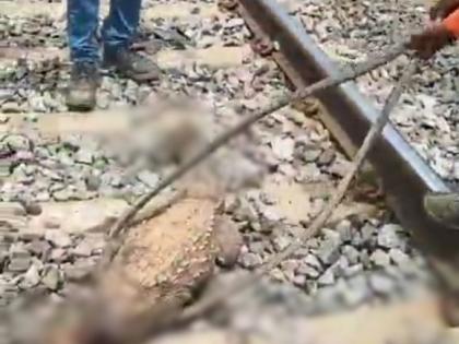 Crocodile dies after coming under train in K'taka | Crocodile dies after coming under train in K'taka