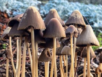 Microdoses of mushrooms may help fight mental disorders: Study | Microdoses of mushrooms may help fight mental disorders: Study Microdoses of mushrooms may help fight mental disorders: Study | Microdoses of mushrooms may help fight mental disorders: Study
