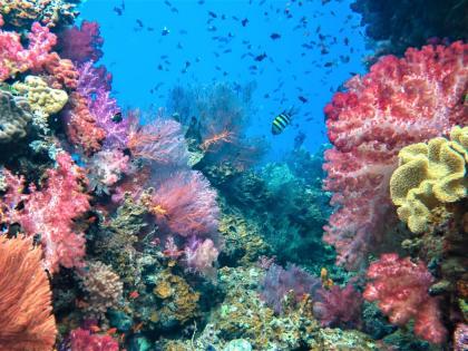Fiji assesses coral reefs for sustainable future | Fiji assesses coral reefs for sustainable future