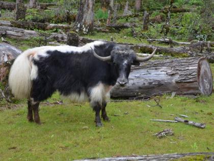 GI tags for 'Yak Churpi', 2 other indigenous Arunachal products | GI tags for 'Yak Churpi', 2 other indigenous Arunachal products GI tags for 'Yak Churpi', 2 other indigenous Arunachal products | GI tags for 'Yak Churpi', 2 other indigenous Arunachal products
