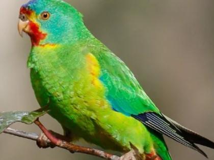 Critically endangered Swift Parrot named 2023 Australian Bird of Year | Critically endangered Swift Parrot named 2023 Australian Bird of Year Critically endangered Swift Parrot named 2023 Australian Bird of Year | Critically endangered Swift Parrot named 2023 Australian Bird of Year