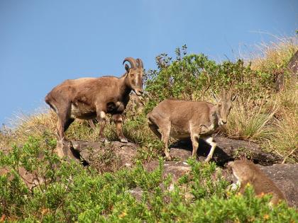 Synchronized survey of Nilgiris Tahr in Kerala, TN to begin soon | Synchronized survey of Nilgiris Tahr in Kerala, TN to begin soon Synchronized survey of Nilgiris Tahr in Kerala, TN to begin soon | Synchronized survey of Nilgiris Tahr in Kerala, TN to begin soon