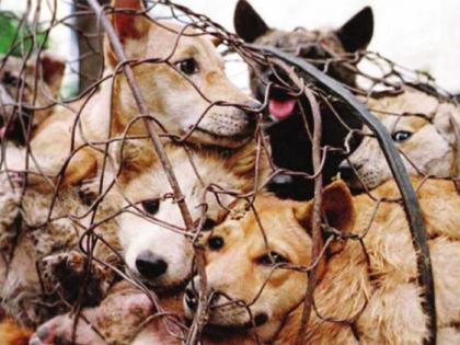 Animal cruelty laws in India: Growing call for urgent reforms | Animal cruelty laws in India: Growing call for urgent reforms Animal cruelty laws in India: Growing call for urgent reforms | Animal cruelty laws in India: Growing call for urgent reforms