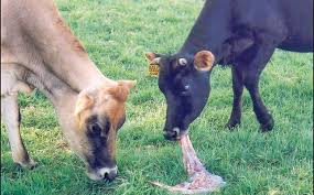 Two test positive for Brucellosis in Kerala | Two test positive for Brucellosis in Kerala Two test positive for Brucellosis in Kerala | Two test positive for Brucellosis in Kerala