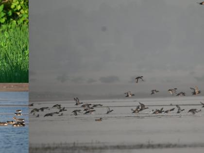 After 70,000 migrant pelicans recorded last winter, Bihar expects more | After 70,000 migrant pelicans recorded last winter, Bihar expects more After 70,000 migrant pelicans recorded last winter, Bihar expects more | After 70,000 migrant pelicans recorded last winter, Bihar expects more