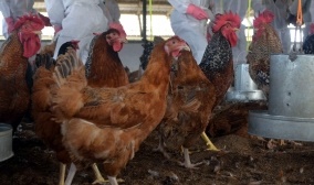 UK scientists create gene-edited chickens to fight bird flu | UK scientists create gene-edited chickens to fight bird flu UK scientists create gene-edited chickens to fight bird flu | UK scientists create gene-edited chickens to fight bird flu