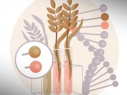 Experts call for balanced technology policies to maximise benefits from GM crops | Experts call for balanced technology policies to maximise benefits from GM crops Experts call for balanced technology policies to maximise benefits from GM crops | Experts call for balanced technology policies to maximise benefits from GM crops