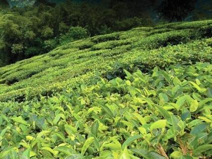 Tea to combat poppy cultivation in Manipur | Tea to combat poppy cultivation in Manipur Tea to combat poppy cultivation in Manipur | Tea to combat poppy cultivation in Manipur