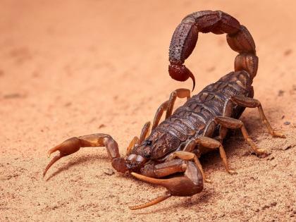 Five-year-old dies of scorpion bite in Bihar | Five-year-old dies of scorpion bite in Bihar Five-year-old dies of scorpion bite in Bihar | Five-year-old dies of scorpion bite in Bihar