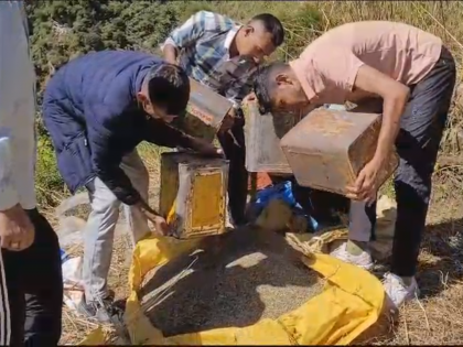 34 held in Kullu for cannabis cultivation | 34 held in Kullu for cannabis cultivation 34 held in Kullu for cannabis cultivation | 34 held in Kullu for cannabis cultivation