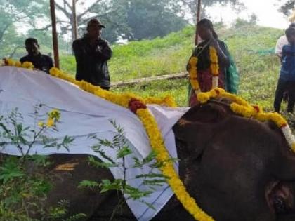 Retired TN ‘Kumki’ elephant 'Moorthy' dies in rehabilitation camp | Retired TN ‘Kumki’ elephant 'Moorthy' dies in rehabilitation camp Retired TN ‘Kumki’ elephant 'Moorthy' dies in rehabilitation camp | Retired TN ‘Kumki’ elephant 'Moorthy' dies in rehabilitation camp