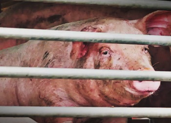 Strife-torn Manipur now hit by African Swine Fever | Strife-torn Manipur now hit by African Swine Fever Strife-torn Manipur now hit by African Swine Fever | Strife-torn Manipur now hit by African Swine Fever