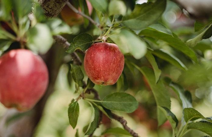 Apples placed at base of heroin-soaked layers seized in Punjab | Apples placed at base of heroin-soaked layers seized in Punjab Apples placed at base of heroin-soaked layers seized in Punjab | Apples placed at base of heroin-soaked layers seized in Punjab