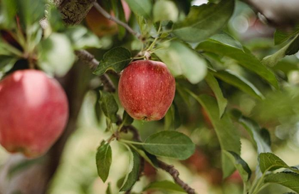 Apples placed at base of heroin-soaked layers seized in Punjab | Apples placed at base of heroin-soaked layers seized in Punjab