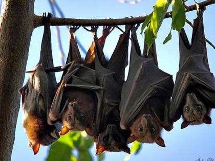 Why bats do not get infected by Covid, Ebola virus? | Why bats do not get infected by Covid, Ebola virus? Why bats do not get infected by Covid, Ebola virus? | Why bats do not get infected by Covid, Ebola virus?
