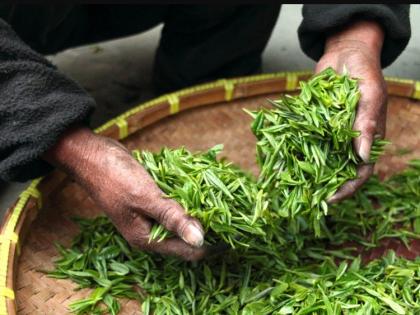 First generation learners in Alipurduar break away from traditional tea jobs | First generation learners in Alipurduar break away from traditional tea jobs