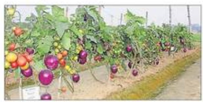 IIVR helps grow multiple vegetables in one plant | IIVR helps grow multiple vegetables in one plant IIVR helps grow multiple vegetables in one plant | IIVR helps grow multiple vegetables in one plant