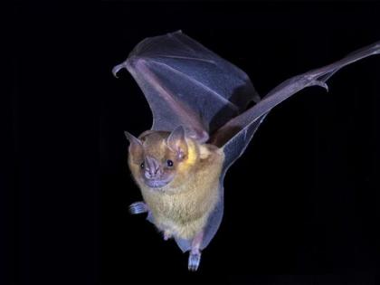 Bat genes may play vital role in beating Covid, cancer: Study | Bat genes may play vital role in beating Covid, cancer: Study Bat genes may play vital role in beating Covid, cancer: Study | Bat genes may play vital role in beating Covid, cancer: Study