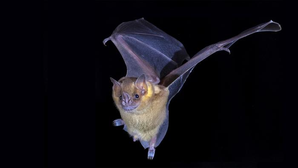 New deadly bat virus with zoonotic potential found in Thailand: Report | New deadly bat virus with zoonotic potential found in Thailand: Report