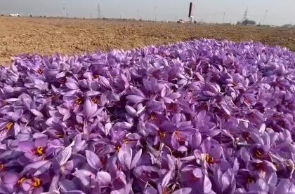 Romance of King Yusuf Shah & Habba Khatoon comes to life in Pampore saffron bloom | Romance of King Yusuf Shah & Habba Khatoon comes to life in Pampore saffron bloom
