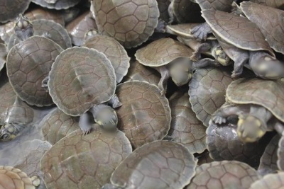 Two held with 319 turtle shells in Bihar | Two held with 319 turtle shells in Bihar Two held with 319 turtle shells in Bihar | Two held with 319 turtle shells in Bihar