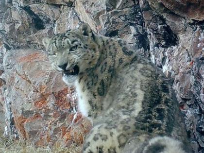 Himachal home to 75 snow leopards, says five-year scientific estimation | Himachal home to 75 snow leopards, says five-year scientific estimation Himachal home to 75 snow leopards, says five-year scientific estimation | Himachal home to 75 snow leopards, says five-year scientific estimation