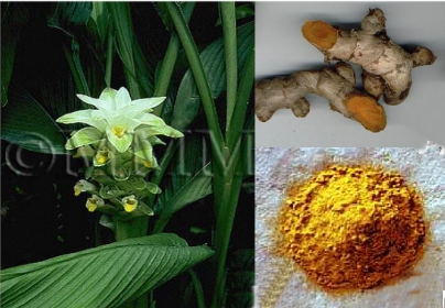 LU botanists discover new disease in turmeric | LU botanists discover new disease in turmeric LU botanists discover new disease in turmeric | LU botanists discover new disease in turmeric