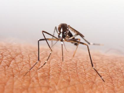 17 UP districts lacking in anti-dengue measures | 17 UP districts lacking in anti-dengue measures 17 UP districts lacking in anti-dengue measures | 17 UP districts lacking in anti-dengue measures