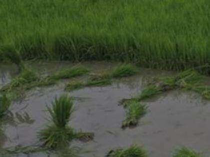 With over 800 climate-resilient varieties available, can agricultural sector evade climate change bouncer? | With over 800 climate-resilient varieties available, can agricultural sector evade climate change bouncer? With over 800 climate-resilient varieties available, can agricultural sector evade climate change bouncer? | With over 800 climate-resilient varieties available, can agricultural sector evade climate change bouncer?