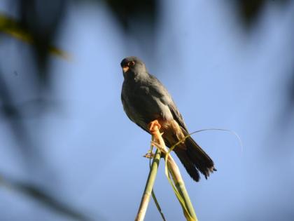 After Manipur, now Nagaland welcomes migratory Amur falcons | After Manipur, now Nagaland welcomes migratory Amur falcons After Manipur, now Nagaland welcomes migratory Amur falcons | After Manipur, now Nagaland welcomes migratory Amur falcons