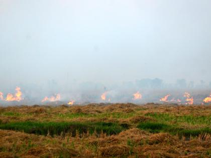 1,377 farm fires reported in Punjab in past 2 days: Special DGP | 1,377 farm fires reported in Punjab in past 2 days: Special DGP 1,377 farm fires reported in Punjab in past 2 days: Special DGP | 1,377 farm fires reported in Punjab in past 2 days: Special DGP