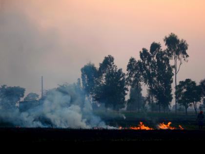 Punjab declares red alert to minimise stubble burning | Punjab declares red alert to minimise stubble burning