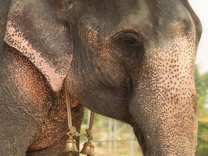 Elephant gorges mahout to death in Kerala | Elephant gorges mahout to death in Kerala
