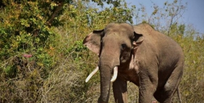 Wild elephant tramples elderly villager to death in Tripura | Wild elephant tramples elderly villager to death in Tripura