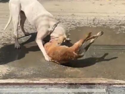 Mumbai authorities, activists engaged in dogfights over city's 160K strays | Mumbai authorities, activists engaged in dogfights over city's 160K strays Mumbai authorities, activists engaged in dogfights over city's 160K strays | Mumbai authorities, activists engaged in dogfights over city's 160K strays