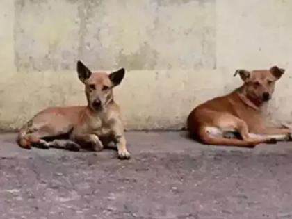 Gurugram municipal corp under fire as strays terrorise residents | Gurugram municipal corp under fire as strays terrorise residents Gurugram municipal corp under fire as strays terrorise residents | Gurugram municipal corp under fire as strays terrorise residents