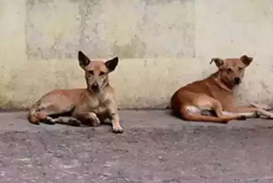 Stray dog menace continues unabated in Bhopal | Stray dog menace continues unabated in Bhopal Stray dog menace continues unabated in Bhopal | Stray dog menace continues unabated in Bhopal